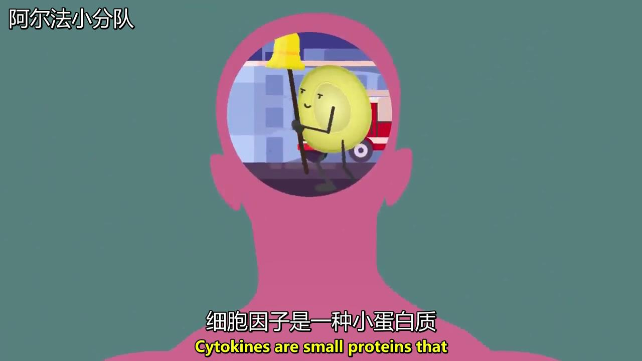 【双语】疫苗是怎么做出来的